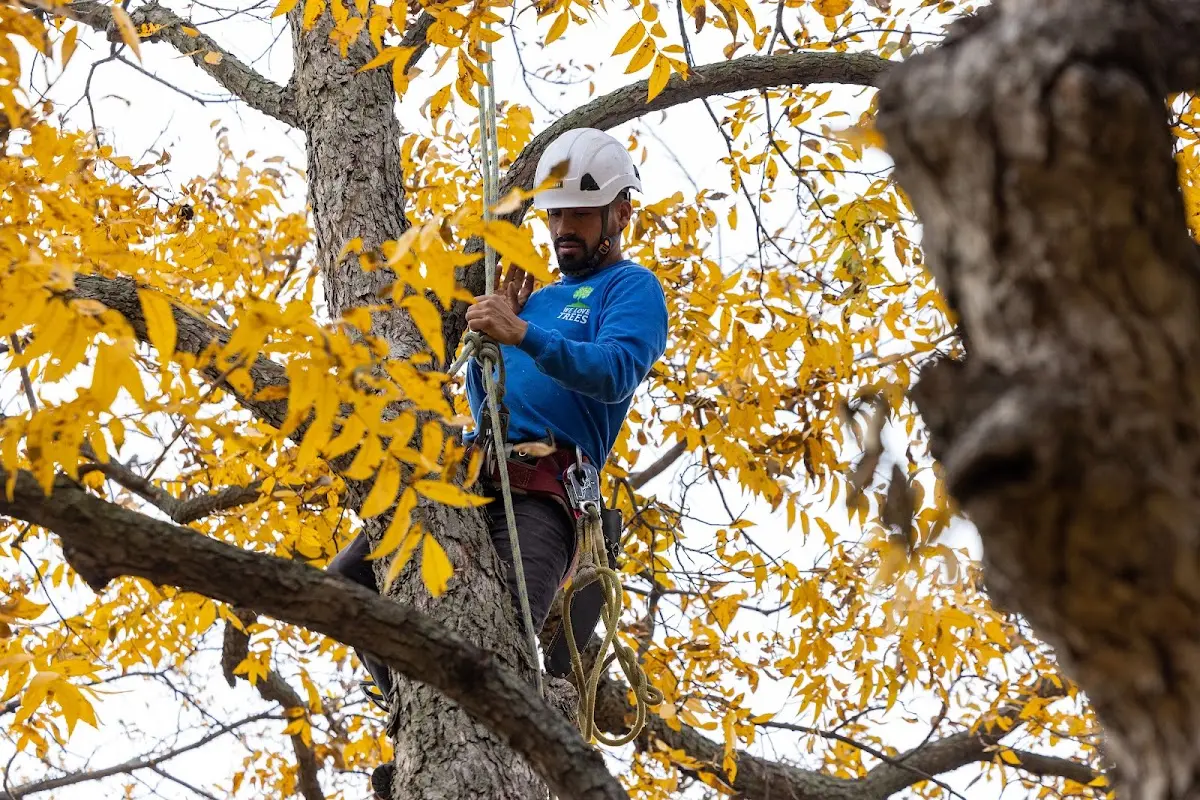 Skilled Tree Planting crew working in West Chester